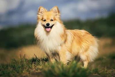 Your Photo — Pomeranian portrait transformation